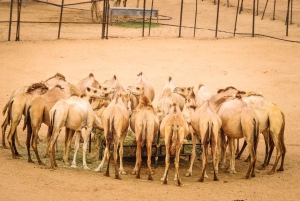 Dubai: Morning Desert Safari with Sandboarding & Camel Ride