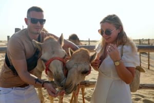 Dubai: Al Marmoomissa: Uudenvuodenaaton juhla & BBQ-illallinen Al Marmoomissa.