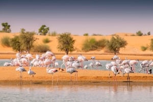 Dubai: Overnight Safari with Luxury Dome Stay & Stargazing