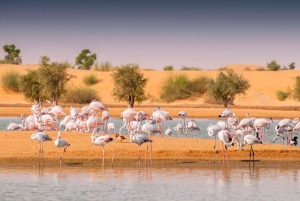 Dubai: Übernachtungssafari mit luxuriöser Übernachtung in einer Kuppel und Sternbeobachtung