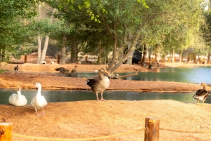 Dubai: Übernachtungssafari mit luxuriöser Übernachtung in einer Kuppel und Sternbeobachtung