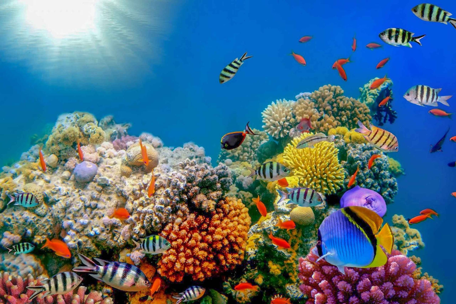 Dubai: PADI Open Water 18-Meter Diving Certification