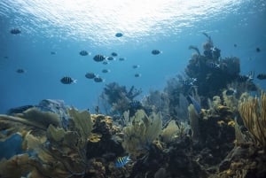 Dubai: Certificazione PADI Open Water 18-Meter Diving