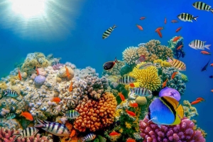 Dubai: PADI Open Water 18-Meter Diving Certification