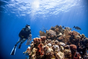 Dubai: PADI Open Water 18-Meter Diving Certification