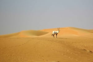 Dubai: Paramotorflug-Erlebnis