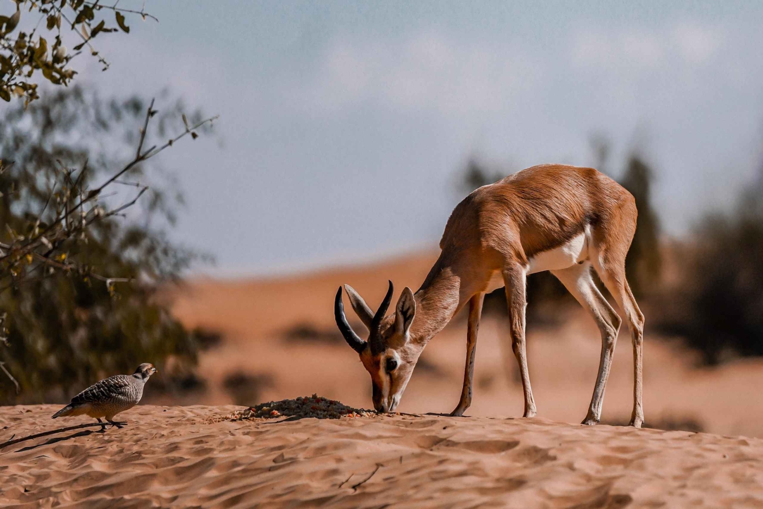 Dubai Premium Red Dunes Desert Safari: Camel Ride, Breakfast