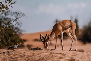 Dubai Premium Red Dunes Desert Safari: Camel Ride, Breakfast