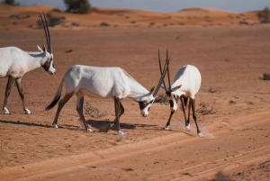 Dubai Premium Red Dunes Desert Safari: Camel Ride, Breakfast