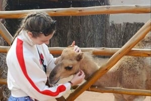 Dubai: Privat bytur med ramme og Burj Khalifa-billett