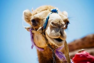 Dubai: Privat rundtur i ökenbuggy, kamelridning och sandboarding