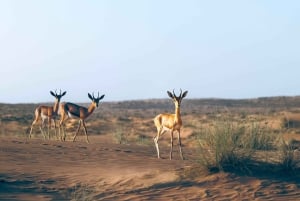 Dubái: cetrería privada, safari por el desierto y desayuno en Al Maha.