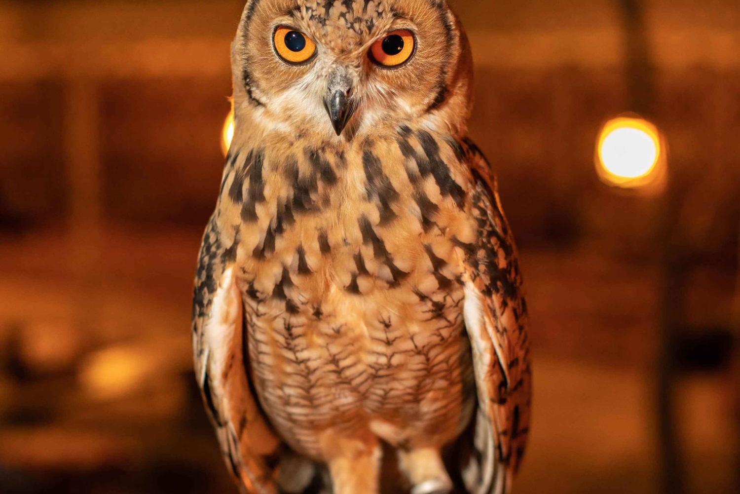 Dubaj: Prywatne nocne safari i astronomia z 3-daniową kolacją