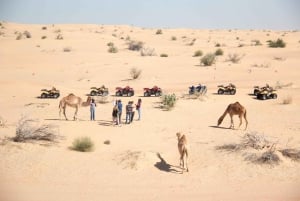 Dubaj: safari na quadach z kolacją przy grillu i pokazami na żywo