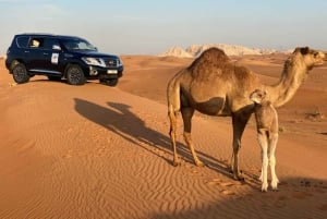 Dubaï : Promenade matinale dans le désert des Dunes rouges en quad, buggy ou 4x4