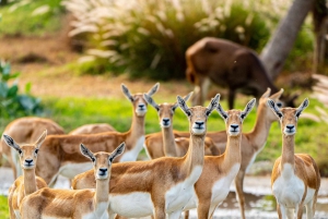 Dubaj: Dubai Safari Park