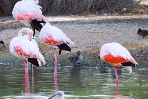 Dubai: Scenic Sunrise Desert Experience with Flamingo Lake