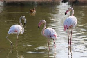 Dubai: Scenic Sunrise Desert Experience with Flamingo Lake