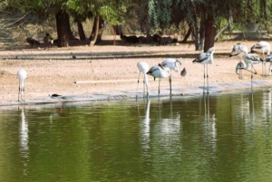 Dubai: Scenic Sunrise Desert Experience with Flamingo Lake