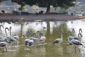 Dubai: Scenic Sunrise Desert Experience with Flamingo Lake