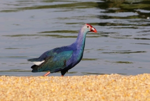 Dubai: Scenic Sunrise Desert Experience with Flamingo Lake