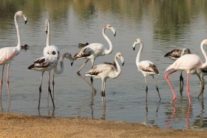 Dubai: Scenic Sunrise Desert Experience with Flamingo Lake