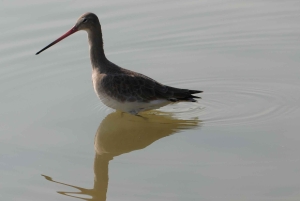 Dubai: Scenic Sunrise Desert Experience with Flamingo Lake