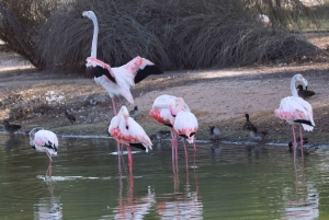 Dubai: Scenic Sunrise Desert Experience with Flamingo Lake