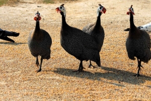 Dubai: Scenic Sunrise Desert Experience with Flamingo Lake