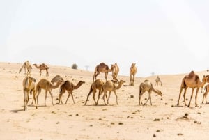 Dubai: safari autonomo in dune buggy con prelievo e rientro