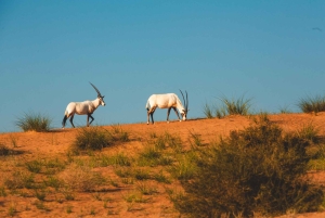 Dubai: Acampamento noturno do Sherpa na Reserva do Deserto do Dubai
