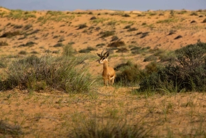 Dubai: Acampamento noturno do Sherpa na Reserva do Deserto do Dubai