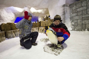 Dubai: Ski Dubai Penguin Encounter Tickets