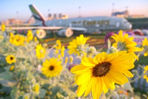 Dubai: Skip-The-Line Ticket to Dubai Miracle Garden