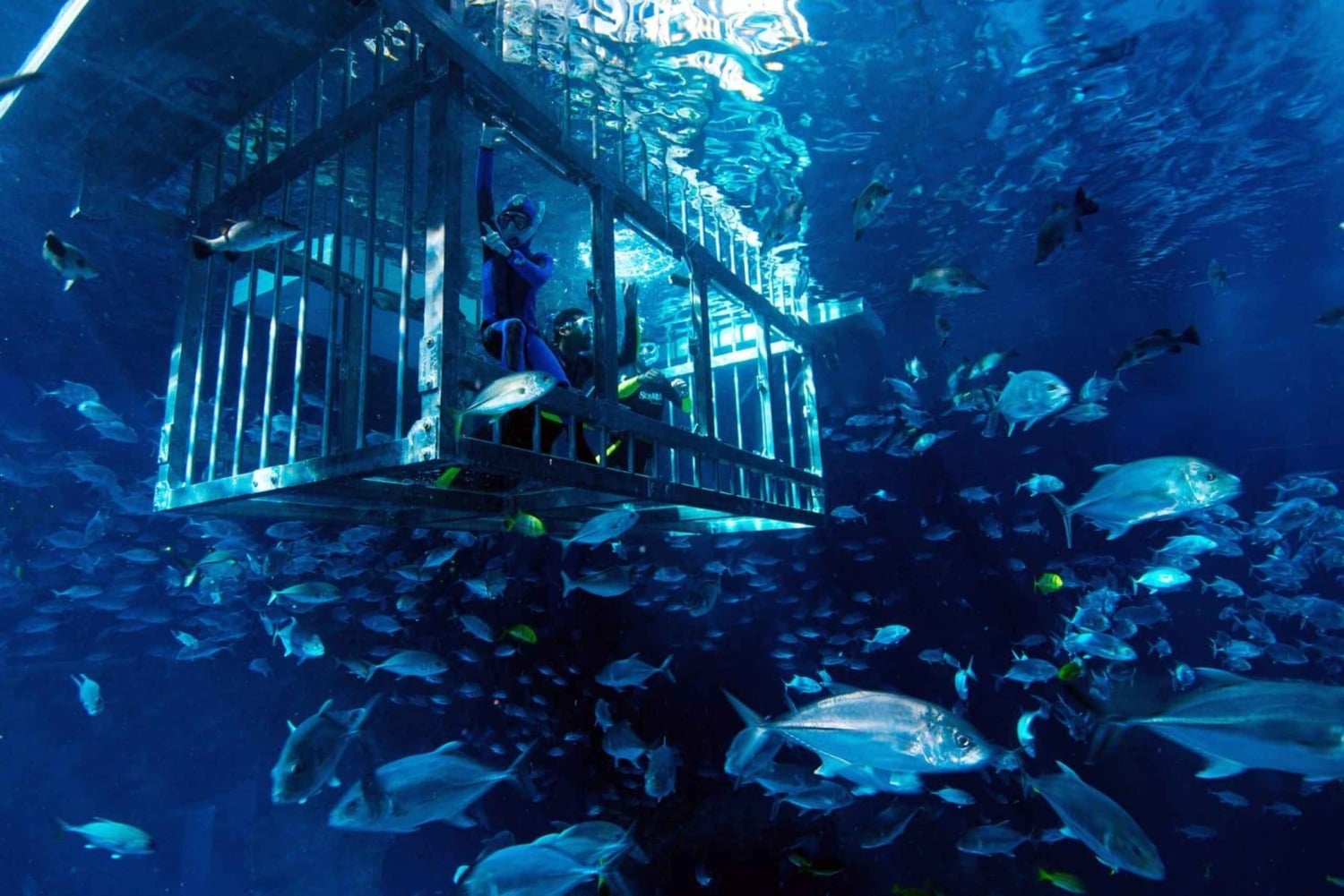 Dubai: fai snorkeling in gabbia all'acquario