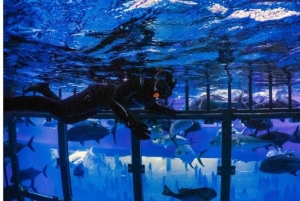 Dubai: fai snorkeling in gabbia all'acquario