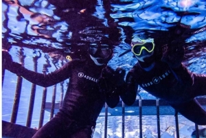 Dubai: fai snorkeling in gabbia all'acquario