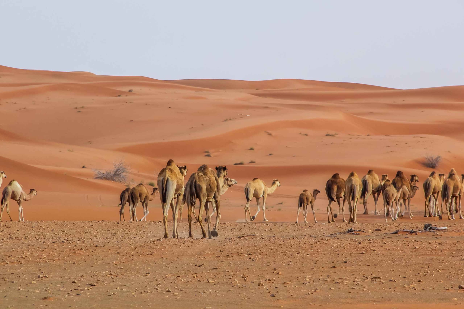 Dubai Sonnenaufgang Wüste Kameltrek mit Frühstück