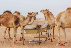 Dubai: Sonnenaufgang & Kamelritt in der Wüste mit Frühstück
