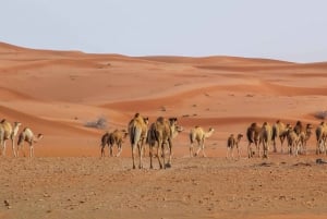 Dubai Sunrise Desert Camel Trek ze śniadaniem