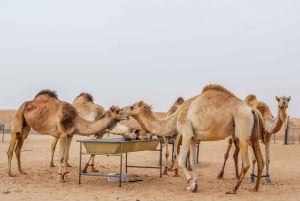 Dubai: Kamelritt i öknen vid soluppgång med frukost