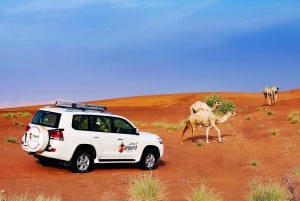 Dubai-soloppgang med kamelvandring i ørkenen med frokost