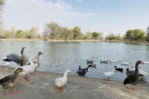 Dubai: Sunrise Desert Jeep Safari with Wildlife
