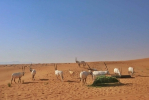 Dubai: Sunrise Desert Jeep Safari with Wildlife