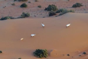 Дубай: испытайте восход солнца в пустыне на воздушном шаре