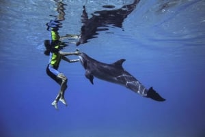 Dubai: Swim with Dolphins at Atlantis Waterpark