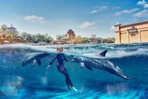 Dubai: Svøm med delfiner i badelandet Atlantis Waterpark