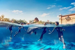 Dubai: Zwemmen met dolfijnen in het Atlantis Waterpark