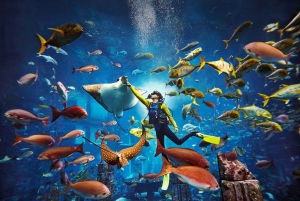 Dubai: The Lost Chambers Aquarium Atlantis Diving Experience