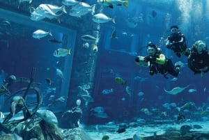 Dubai: Das Atlantis Taucherlebnis im Lost Chambers Aquarium